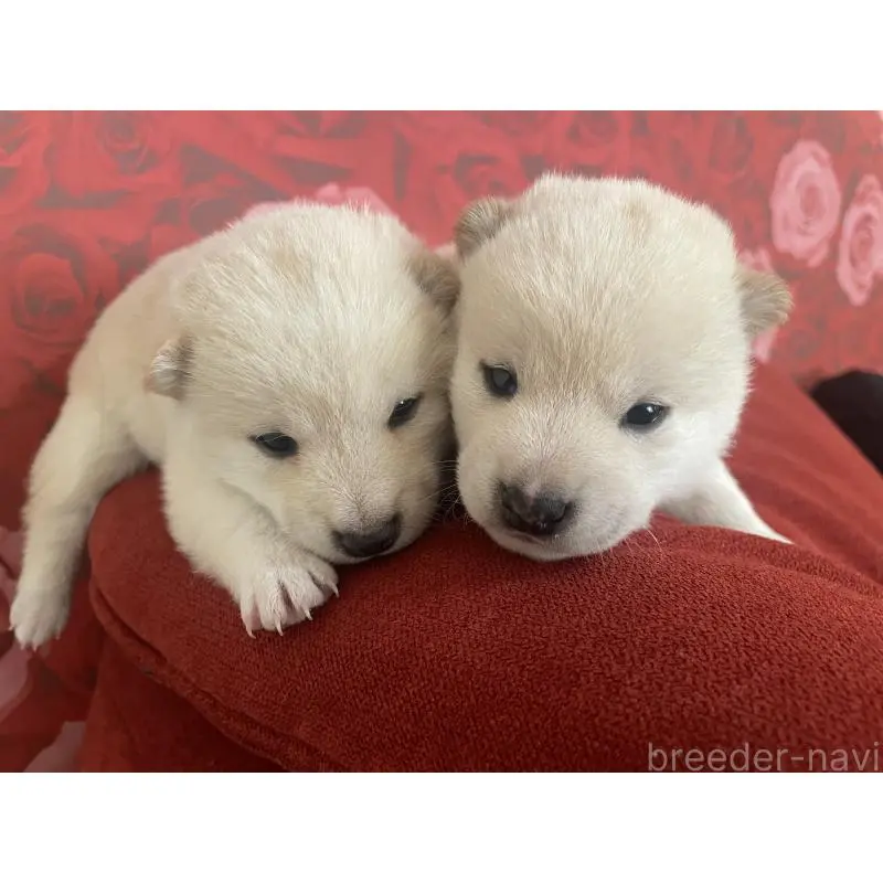 販売中の福井県の豆柴-453002の3枚目