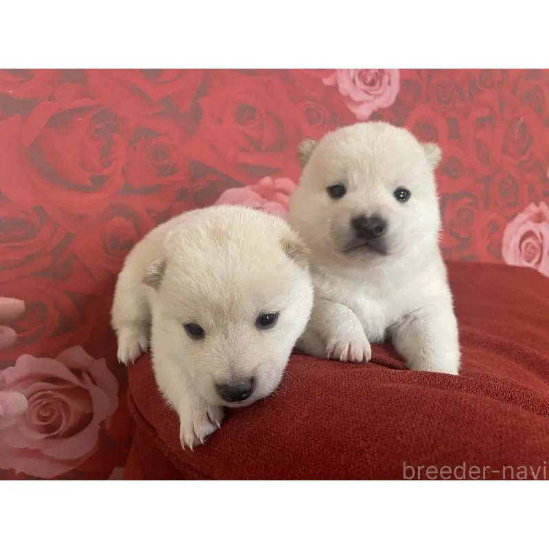 販売中の福井県の豆柴-453002の2枚目