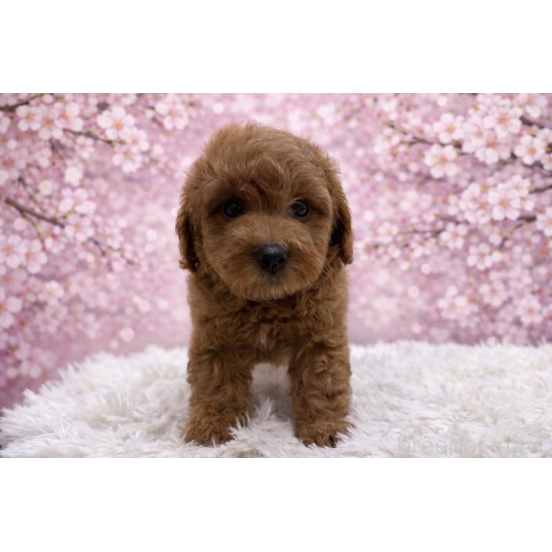 販売中の東京都のダップー:ミニチュアダックスフンド×トイプードル-453009の3枚目