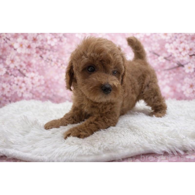 販売中の東京都のダップー:ミニチュアダックスフンド×トイプードル-453009の2枚目