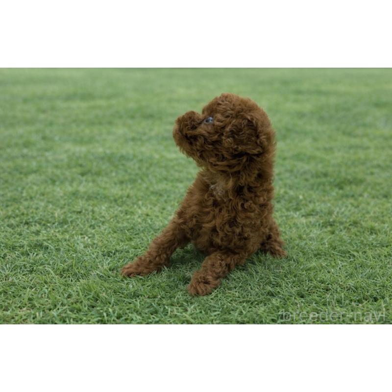 販売中の東京都のティーカッププードル-453010の3枚目