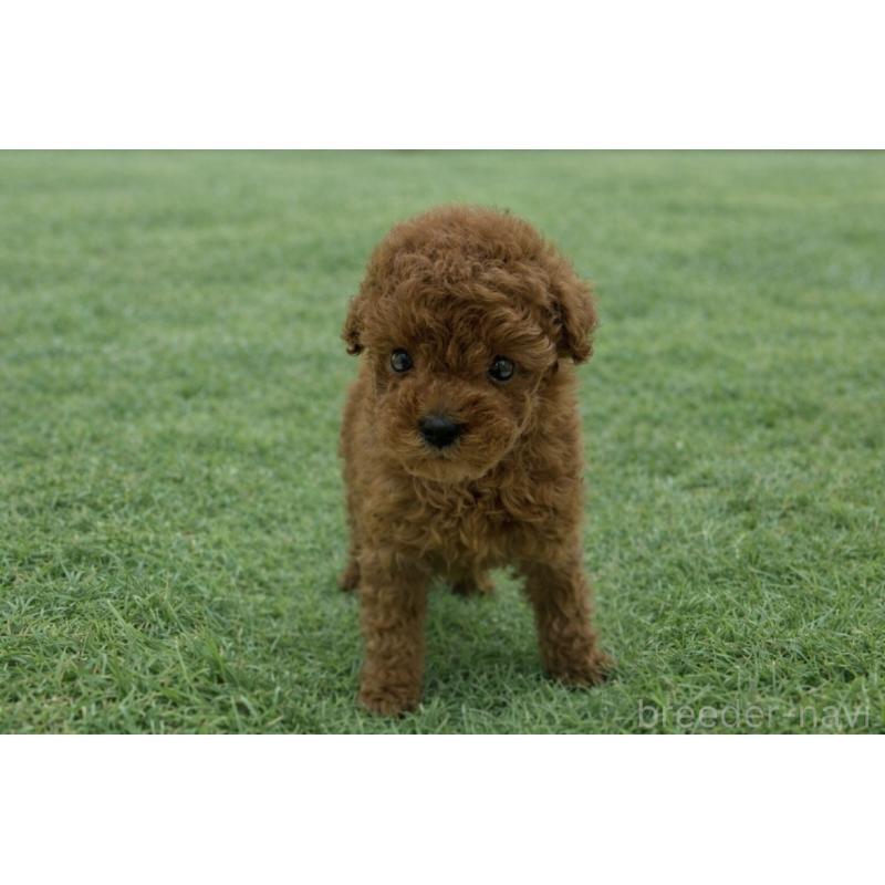 販売中の東京都のティーカッププードル-453010の2枚目