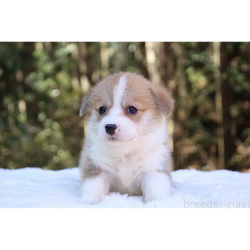 販売中の栃木県のウェルシュコーギーペンブローク-453006の14枚目