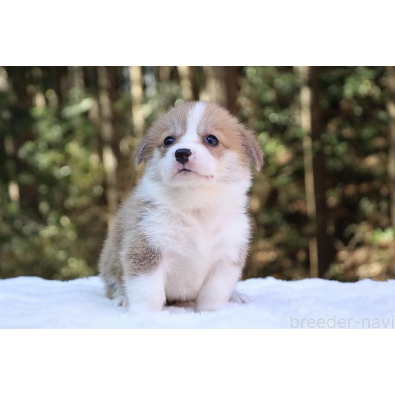 販売中の栃木県のウェルシュコーギーペンブローク-453006の13枚目