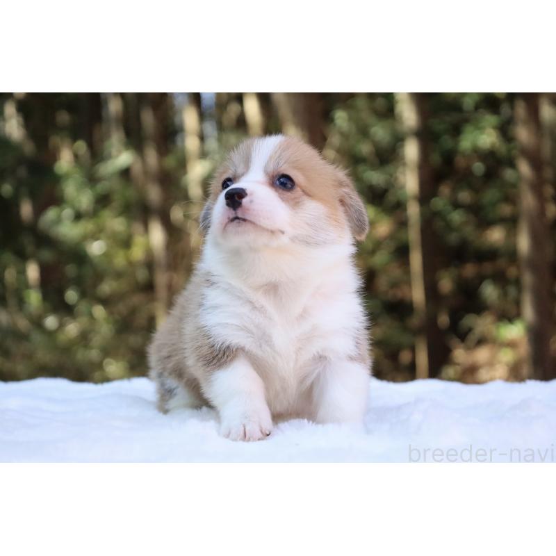 販売中の栃木県のウェルシュコーギーペンブローク-453006の11枚目