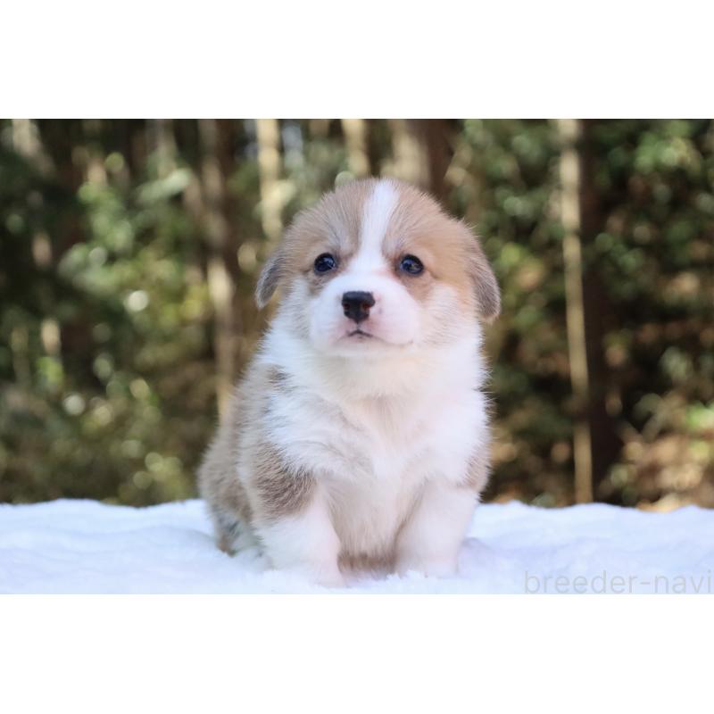 販売中の栃木県のウェルシュコーギーペンブローク-453006の10枚目