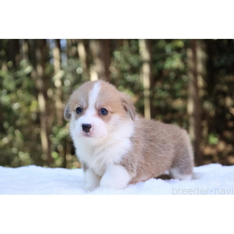 販売中の栃木県のウェルシュコーギーペンブローク-453006の9枚目