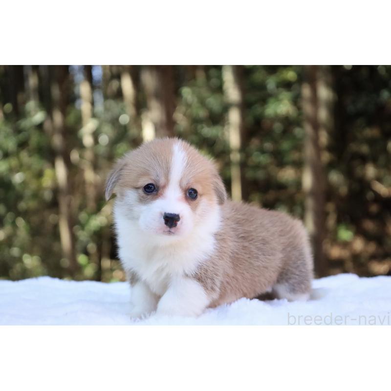 販売中の栃木県のウェルシュコーギーペンブローク-453006の8枚目