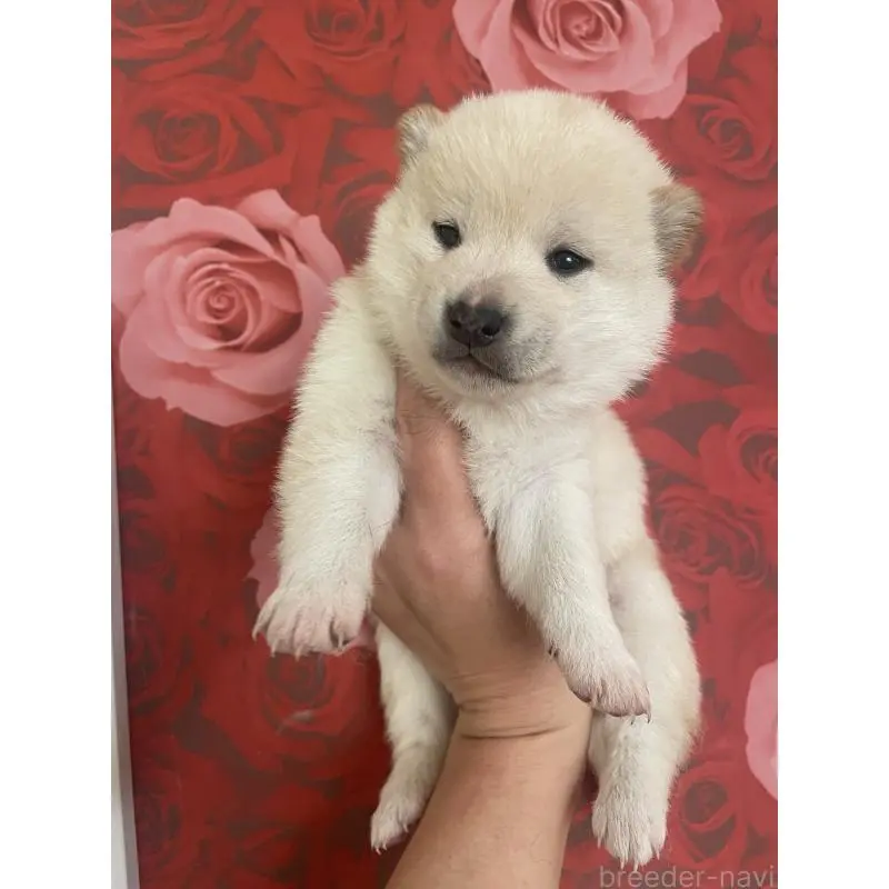 販売中の福井県の豆柴-453003の5枚目