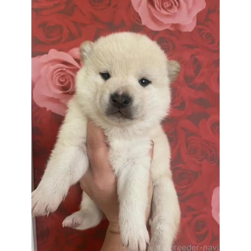 販売中の福井県の豆柴-453003の4枚目