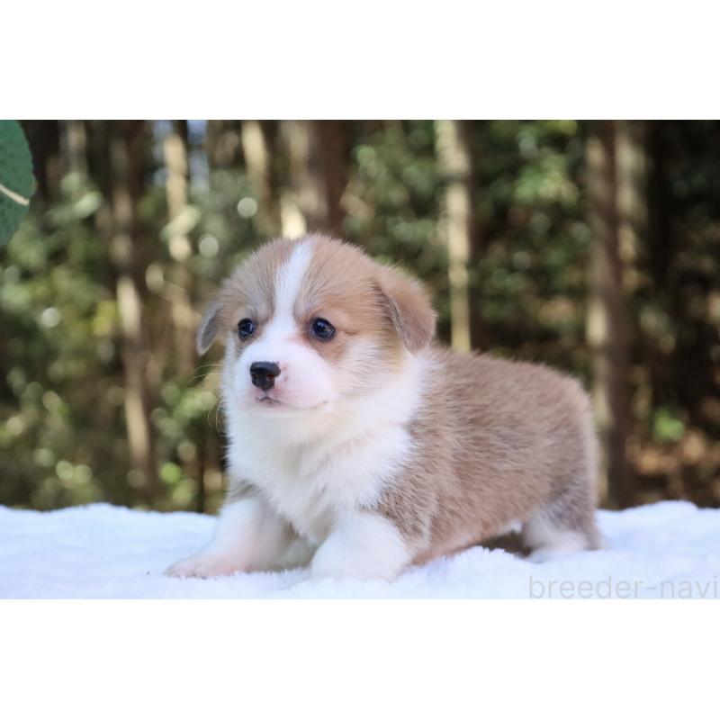 販売中の栃木県のウェルシュコーギーペンブローク-453006の7枚目