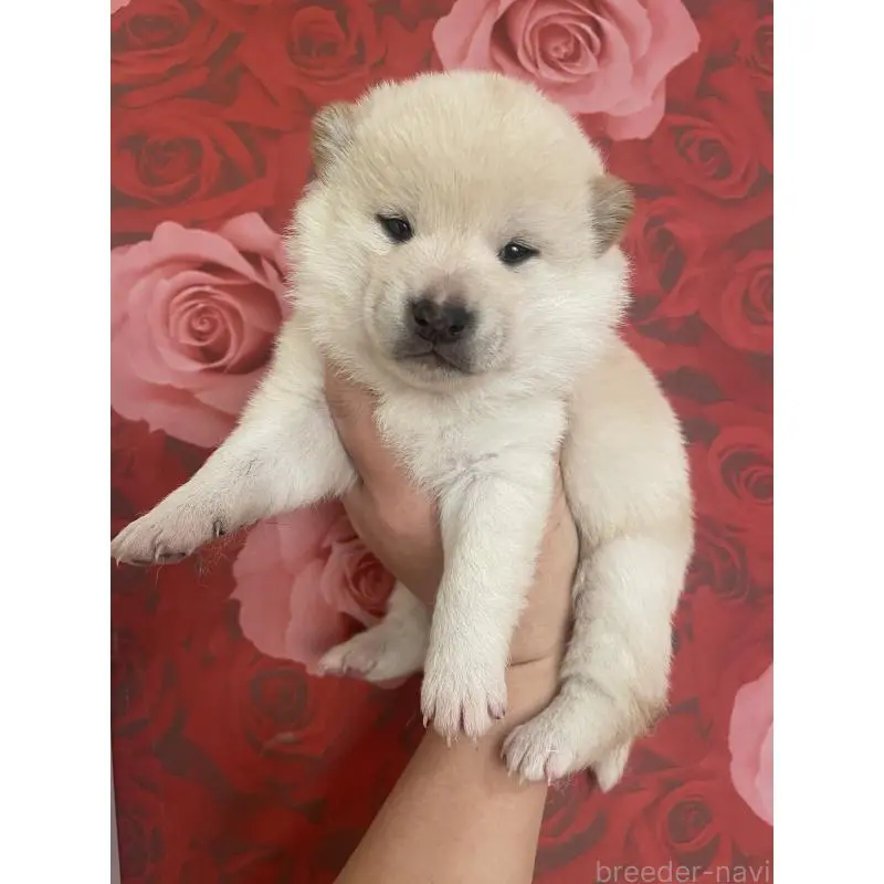 販売中の福井県の豆柴-453003の3枚目