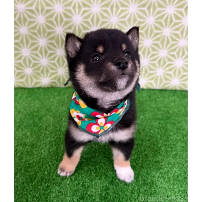 販売中の神奈川県の豆柴-453005の3枚目