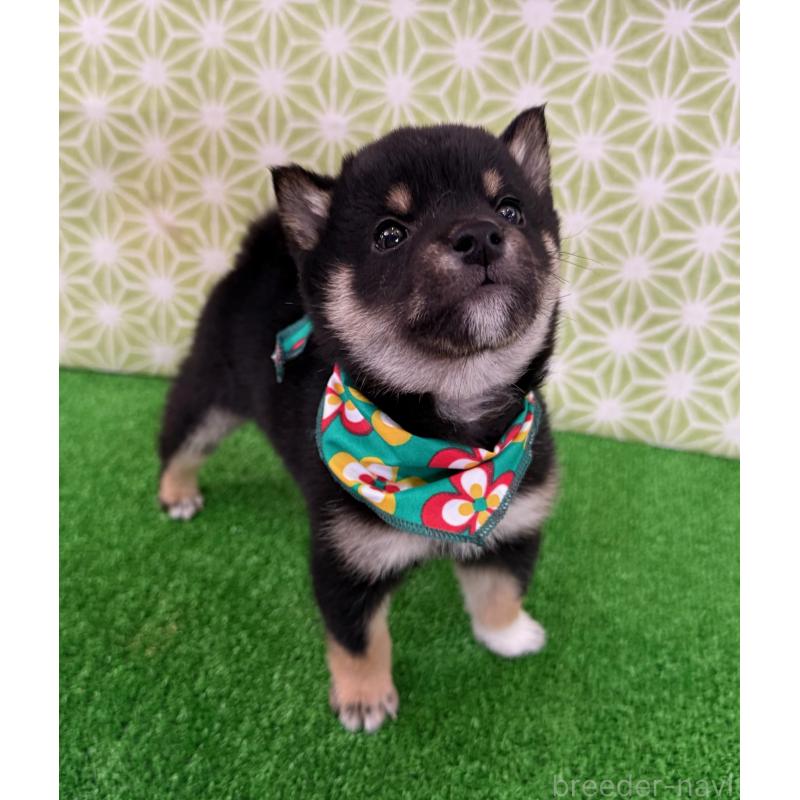 販売中の神奈川県の豆柴-453005の2枚目