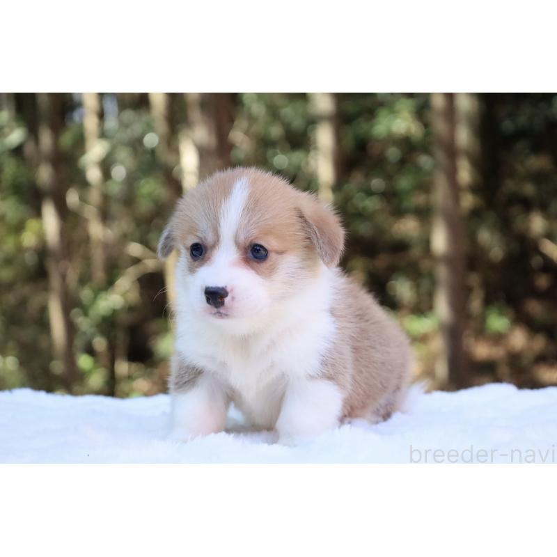 販売中の栃木県のウェルシュコーギーペンブローク-453006の6枚目