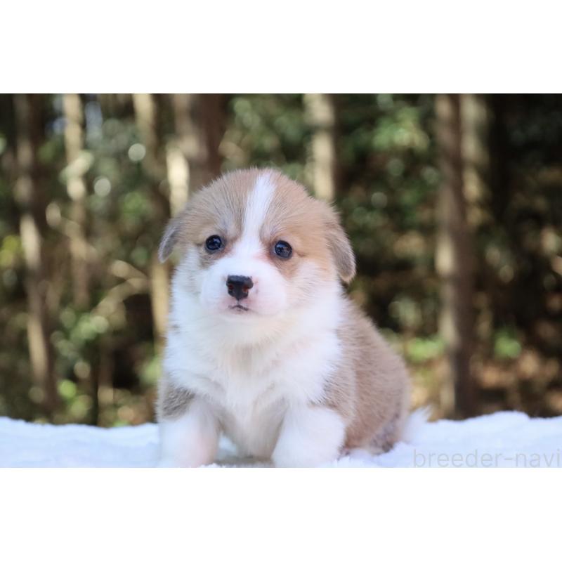 販売中の栃木県のウェルシュコーギーペンブローク-453006の5枚目