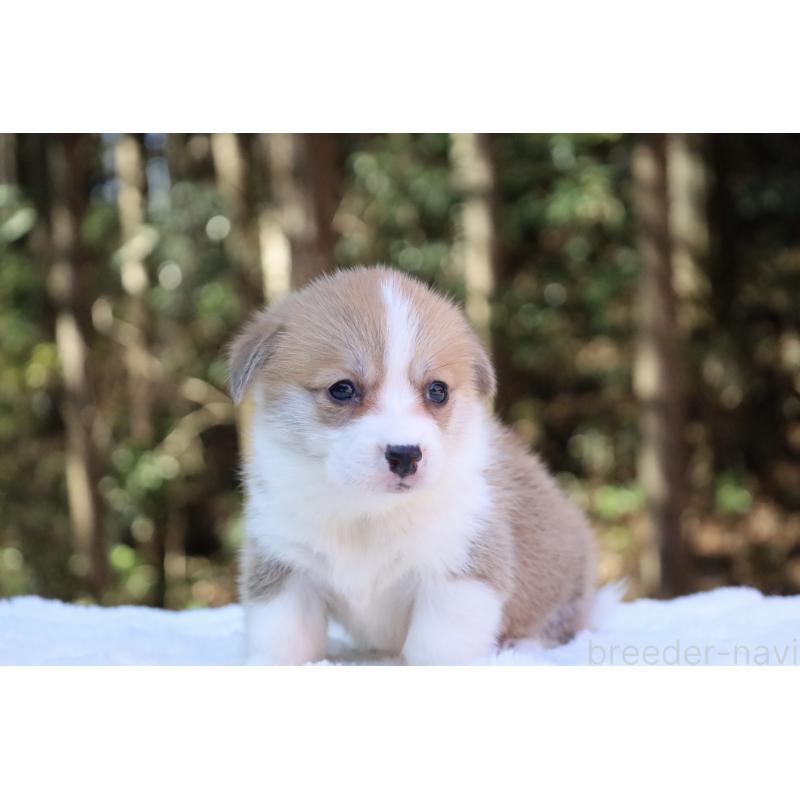 販売中の栃木県のウェルシュコーギーペンブローク-453006の4枚目