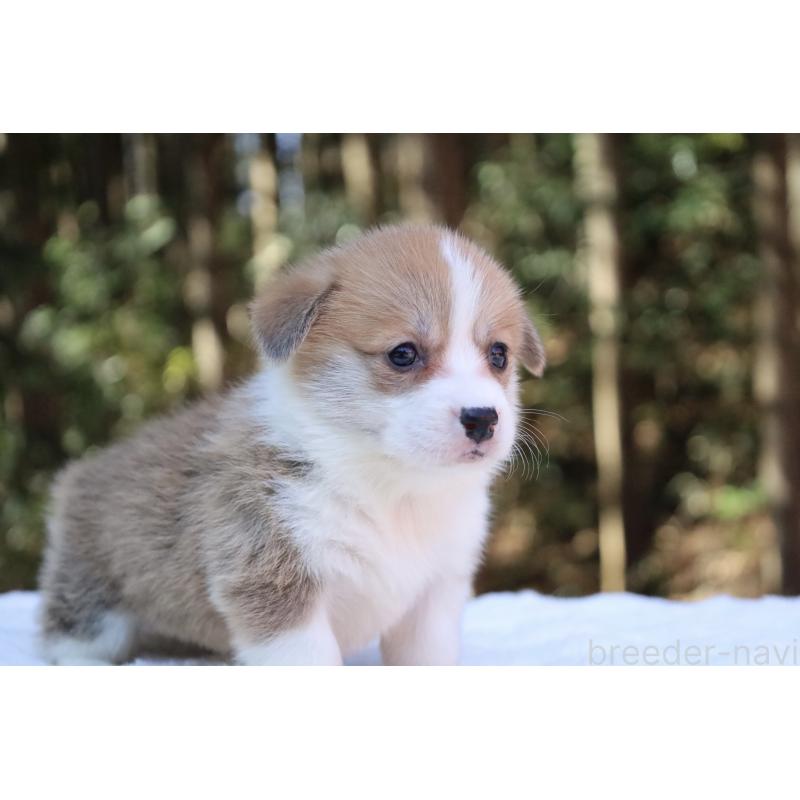 販売中の栃木県のウェルシュコーギーペンブローク-453006の3枚目