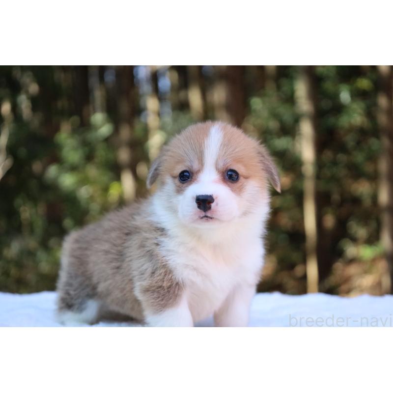 販売中の栃木県のウェルシュコーギーペンブローク-453006の2枚目