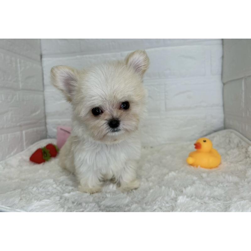 成約済の茨城県のチワマル:チワワ×マルチーズ-446650の8枚目