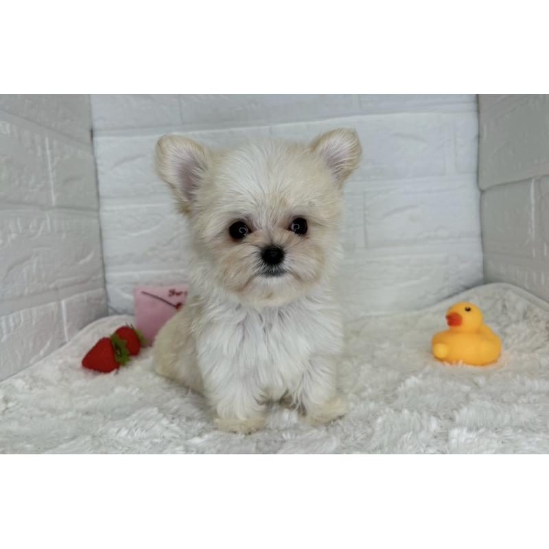 成約済の茨城県のチワマル:チワワ×マルチーズ-446650の7枚目