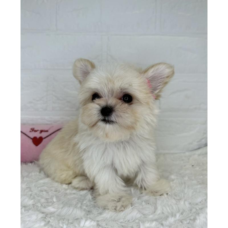 成約済の茨城県のチワマル:チワワ×マルチーズ-446650の6枚目