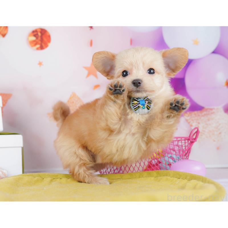 販売中の神奈川県のチワプー:チワワ×トイプードル-453013の15枚目