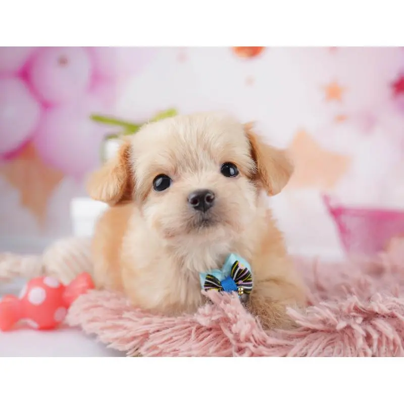 販売中の神奈川県のチワプー:チワワ×トイプードル-453013の14枚目