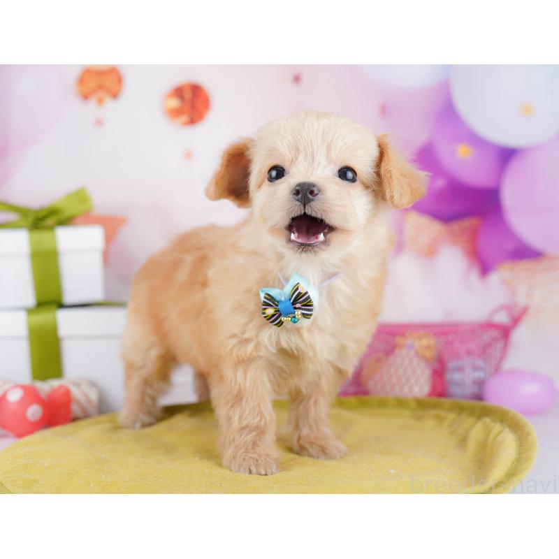 販売中の神奈川県のチワプー:チワワ×トイプードル-453013の12枚目