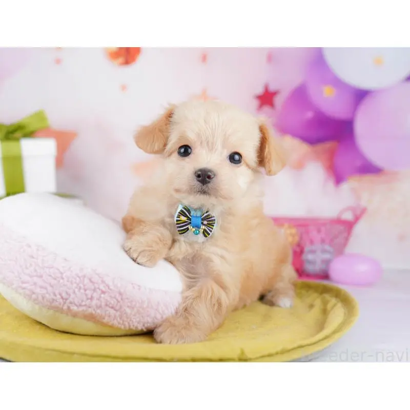 販売中の神奈川県のチワプー:チワワ×トイプードル-453013の11枚目