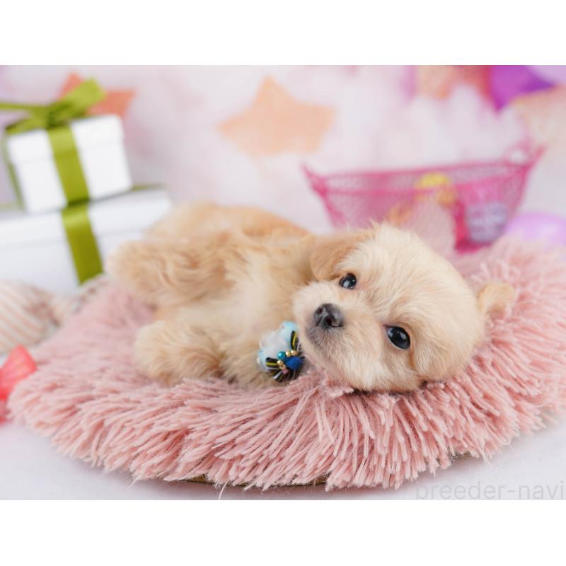 販売中の神奈川県のチワプー:チワワ×トイプードル-453013の10枚目