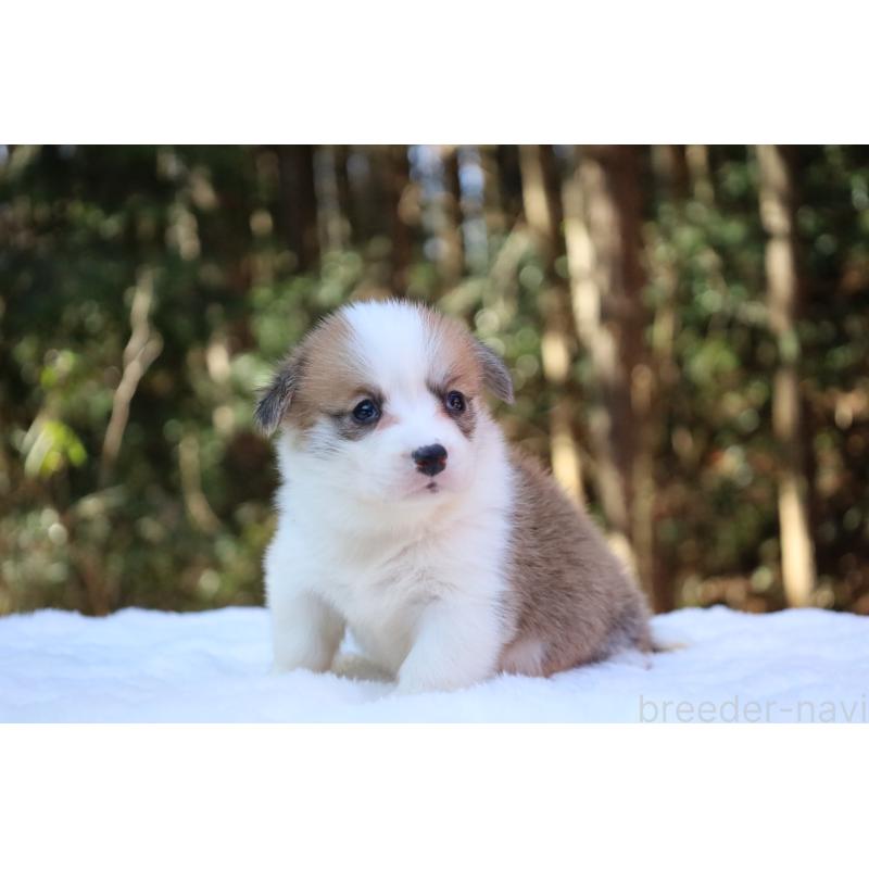 販売中の栃木県のウェルシュコーギーペンブローク-453011の16枚目