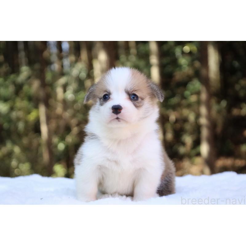 販売中の栃木県のウェルシュコーギーペンブローク-453011の15枚目