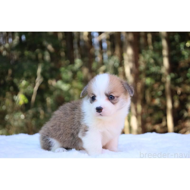 販売中の栃木県のウェルシュコーギーペンブローク-453011の14枚目