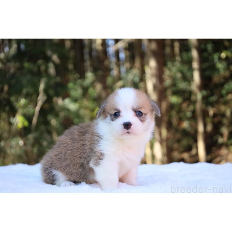 販売中の栃木県のウェルシュコーギーペンブローク-453011の13枚目