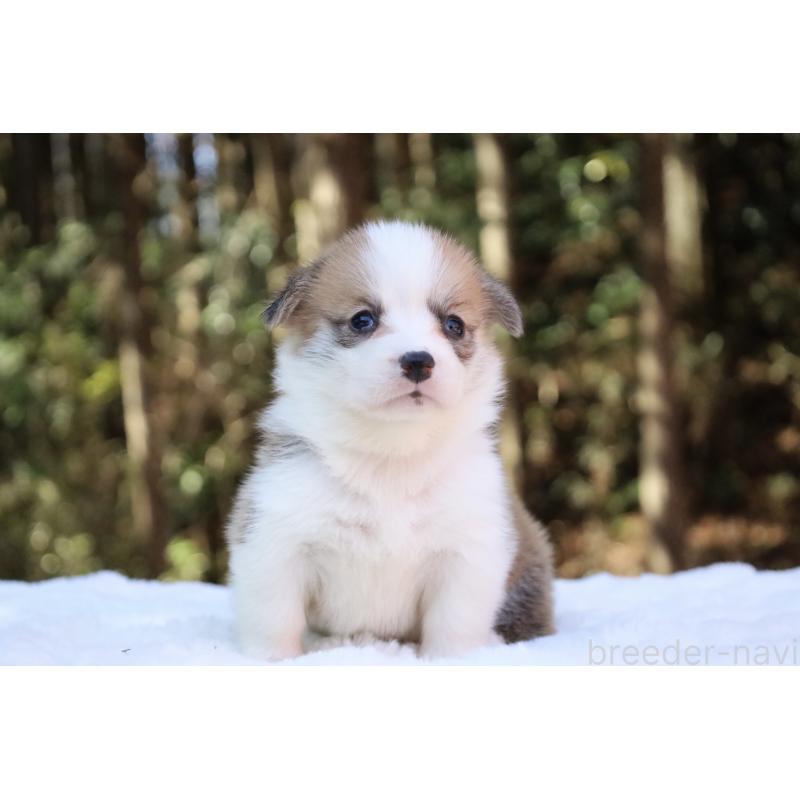 販売中の栃木県のウェルシュコーギーペンブローク-453011の12枚目