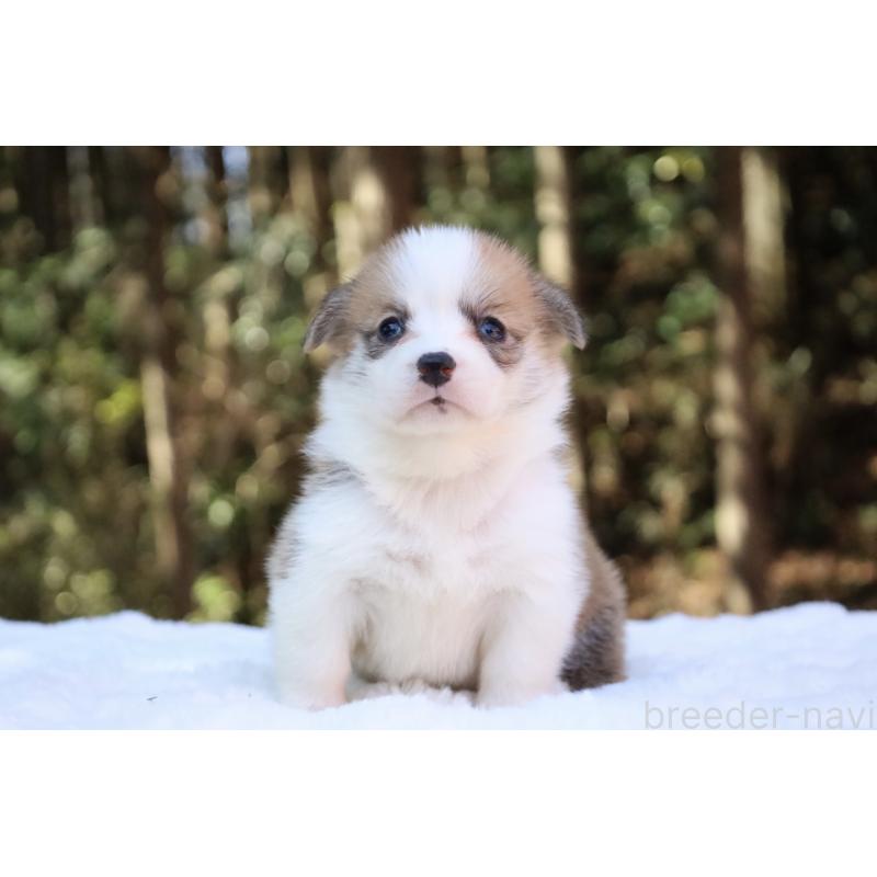 販売中の栃木県のウェルシュコーギーペンブローク-453011の11枚目