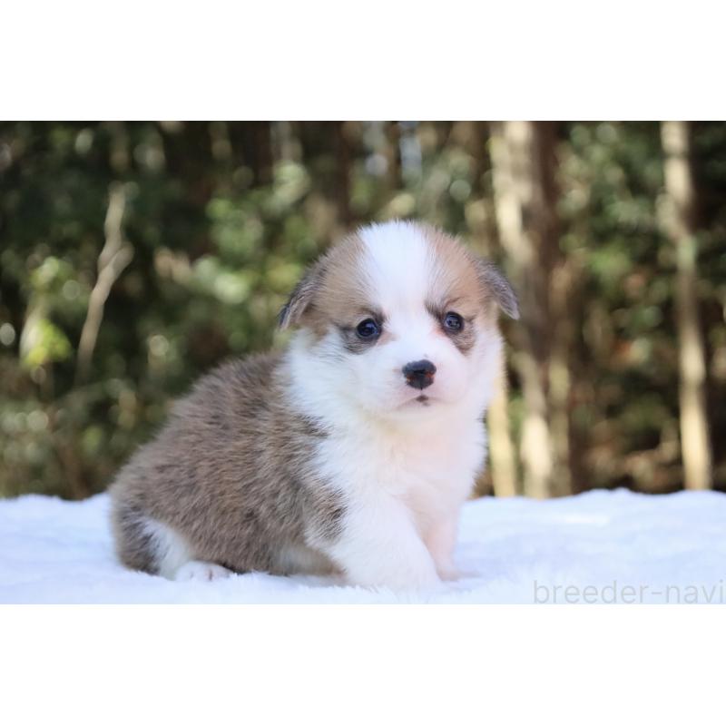 販売中の栃木県のウェルシュコーギーペンブローク-453011の10枚目