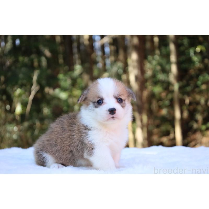 販売中の栃木県のウェルシュコーギーペンブローク-453011の9枚目