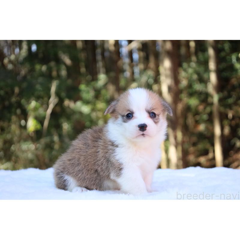 販売中の栃木県のウェルシュコーギーペンブローク-453011の8枚目