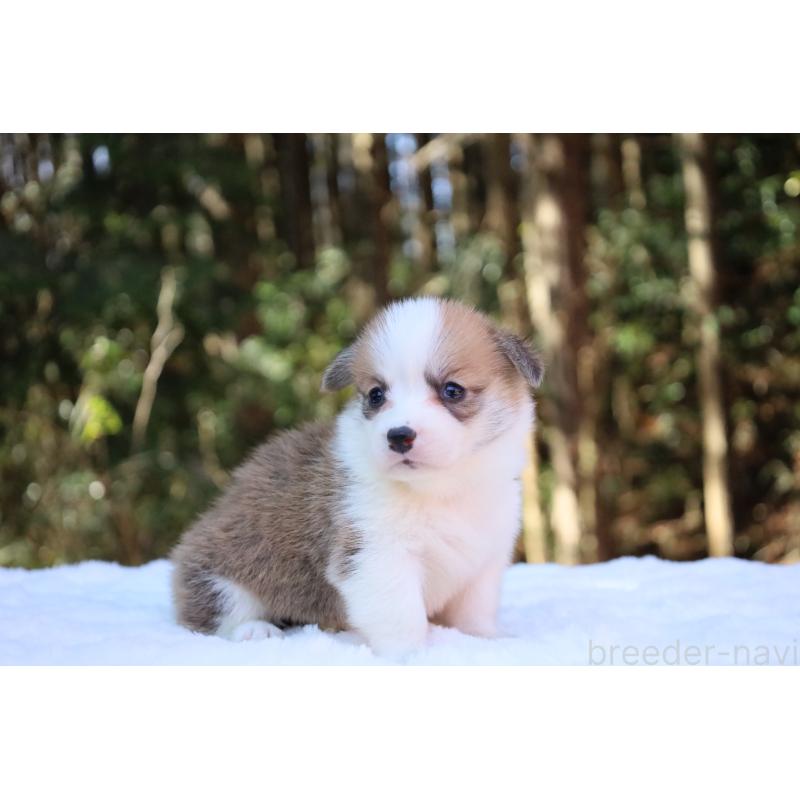 販売中の栃木県のウェルシュコーギーペンブローク-453011の7枚目