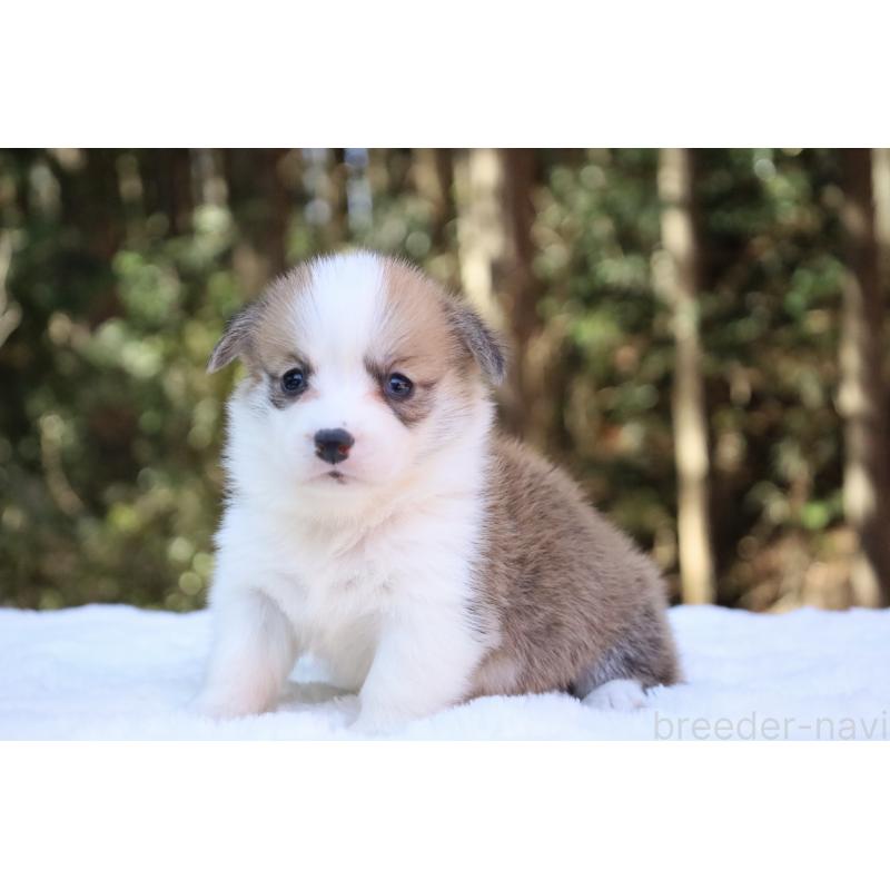 販売中の栃木県のウェルシュコーギーペンブローク-453011の5枚目