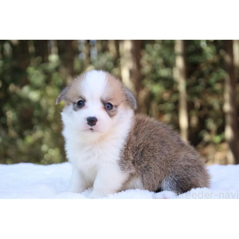 販売中の栃木県のウェルシュコーギーペンブローク-453011の4枚目