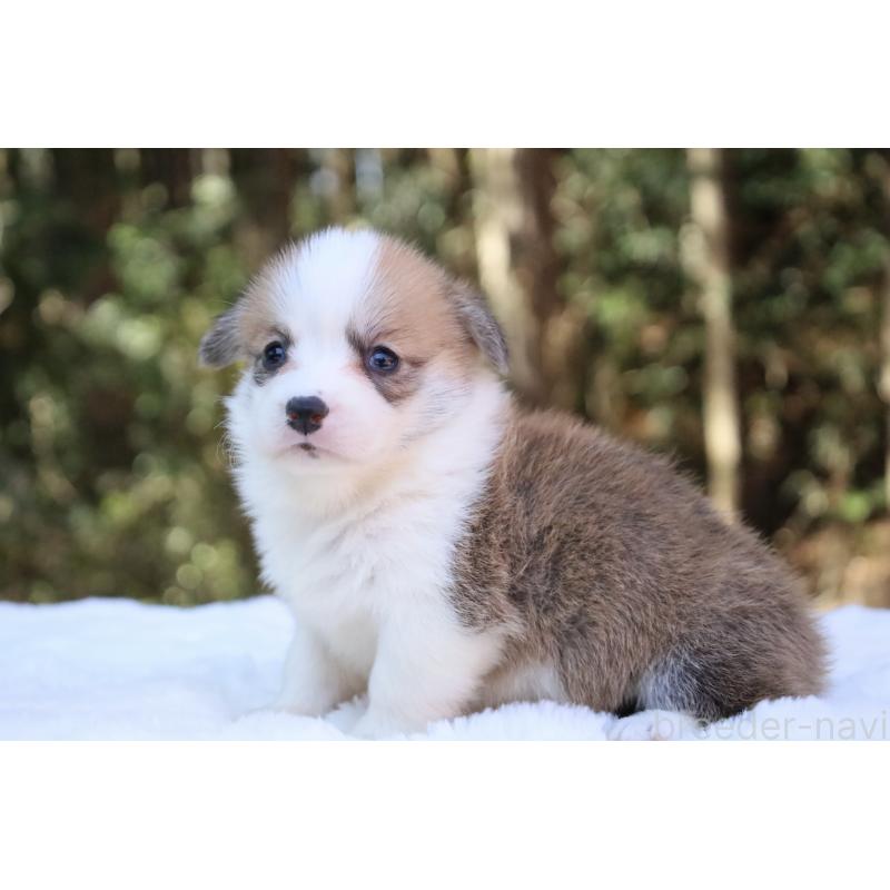 販売中の栃木県のウェルシュコーギーペンブローク-453011の3枚目