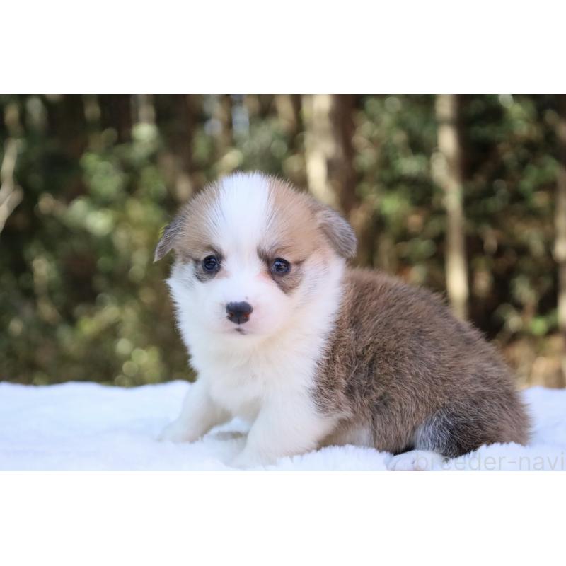 販売中の栃木県のウェルシュコーギーペンブローク-453011の2枚目