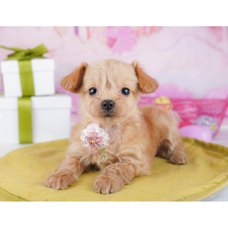 販売中の神奈川県のチワプー:チワワ×トイプードル-453015の15枚目