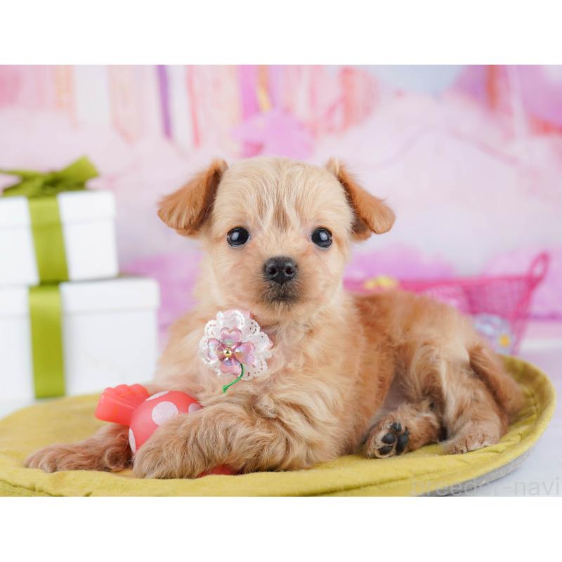 販売中の神奈川県のチワプー:チワワ×トイプードル-453015の14枚目