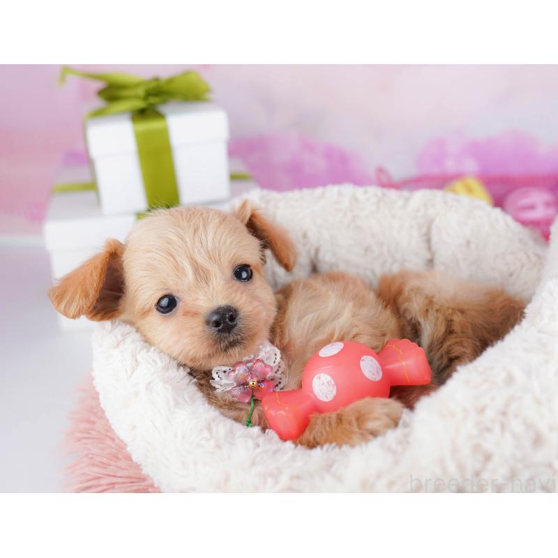 販売中の神奈川県のチワプー:チワワ×トイプードル-453015の13枚目