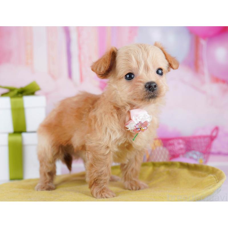 販売中の神奈川県のチワプー:チワワ×トイプードル-453015の12枚目