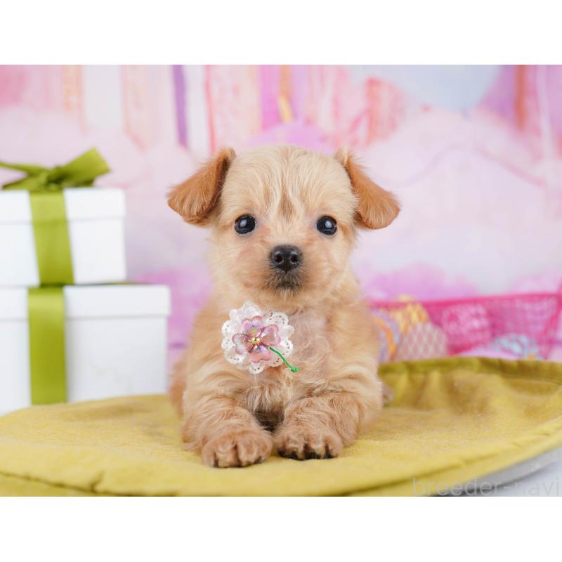 販売中の神奈川県のチワプー:チワワ×トイプードル-453015の11枚目